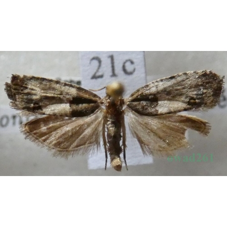 Eucosma conterminana (Guenée, 1845) Czech21c